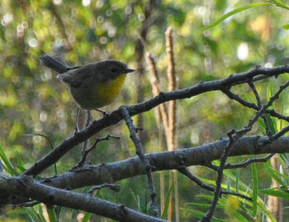 Common Yellowthroat (female)