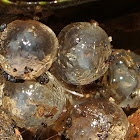 Leopard slug eggs