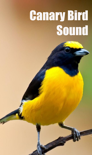 Canary Bird Sounds