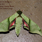 Lesser Pink-and-Green Hawk moth