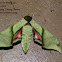 Lesser Pink-and-Green Hawk moth
