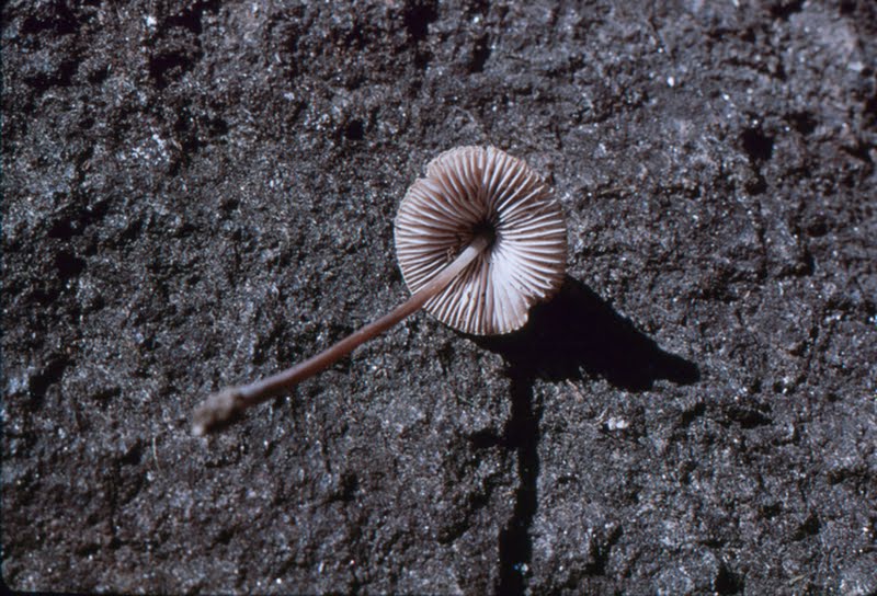 Mycena cf galericulata (1 of 2)