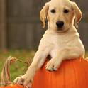 Talking  Dog icon
