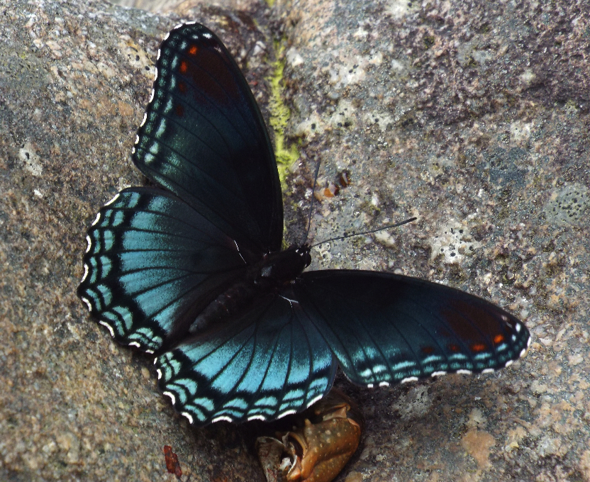 Red spotted purple