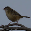 Zitting Cisticola/Fan-tailed Warbler
