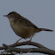 Zitting Cisticola/Fan-tailed Warbler