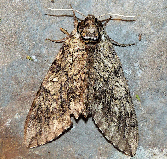 Waved Sphinx Moth Project Noah