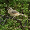 Tufted Titmouse