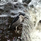 Black-crowned Night Heron