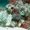 Scorpionfish