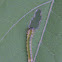 Hibiscus Sawfly larva