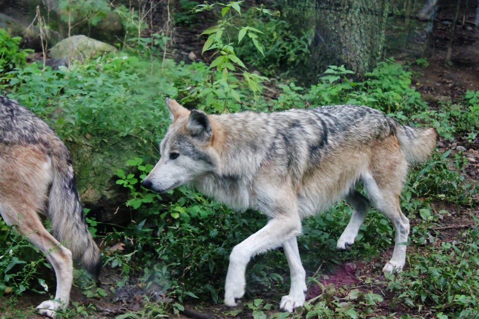 Mexican Wolf (captive)