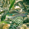 Striped Parrotfish (adult)
