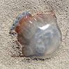 Cannonball jellyfish