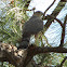 Cooper's Hawk