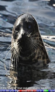 Wild Animals of the Arctic Screenshots 6