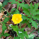 Common Wood Poppy or Celadine Poppy