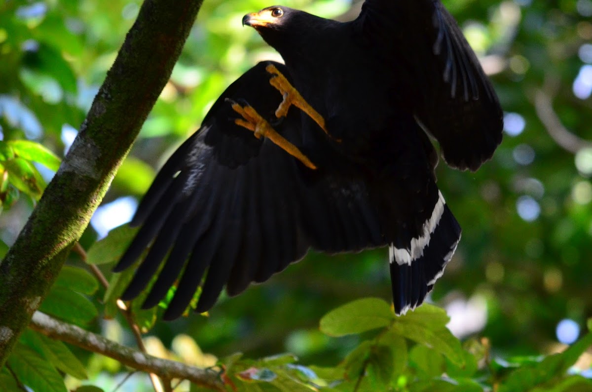 Gavilán cangrejero Common Black-Hawk