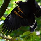 Gavilán cangrejero Common Black-Hawk