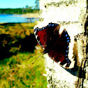 Mourning Cloak