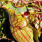 Purple Pitcher Plant