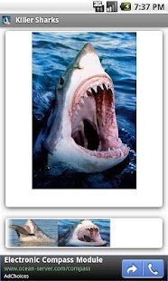 How to download Killer Sharks 1.1 mod apk for bluestacks