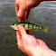 Yonge Yellow Perch