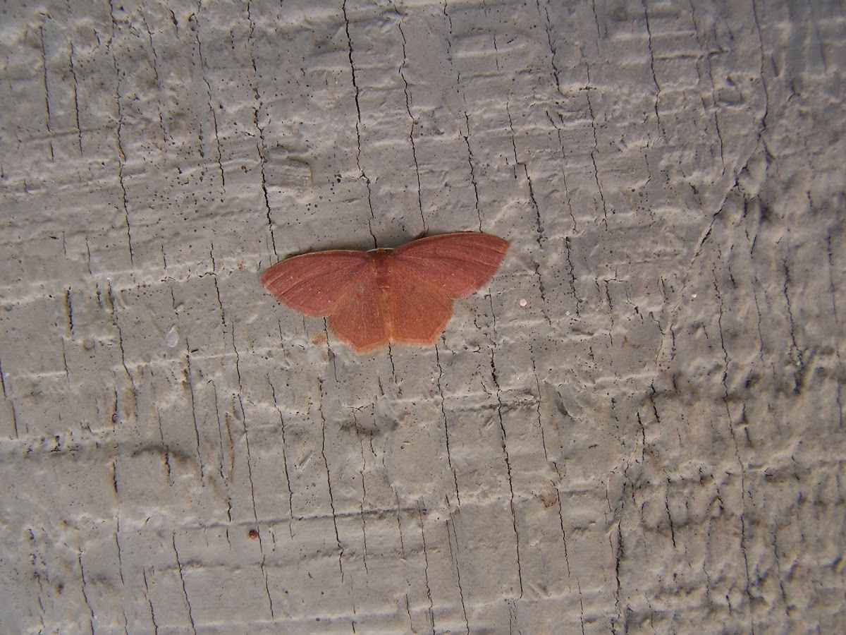 Geometer "inchworm" moth