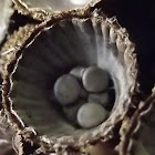 Birds nest fungus