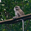 Long-tailed Macaque?