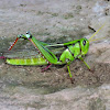 Green Tree Locust
