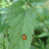 Seven-spot ladybird / Bubamara