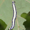 Catalpa Sphinx Moth caterpillar