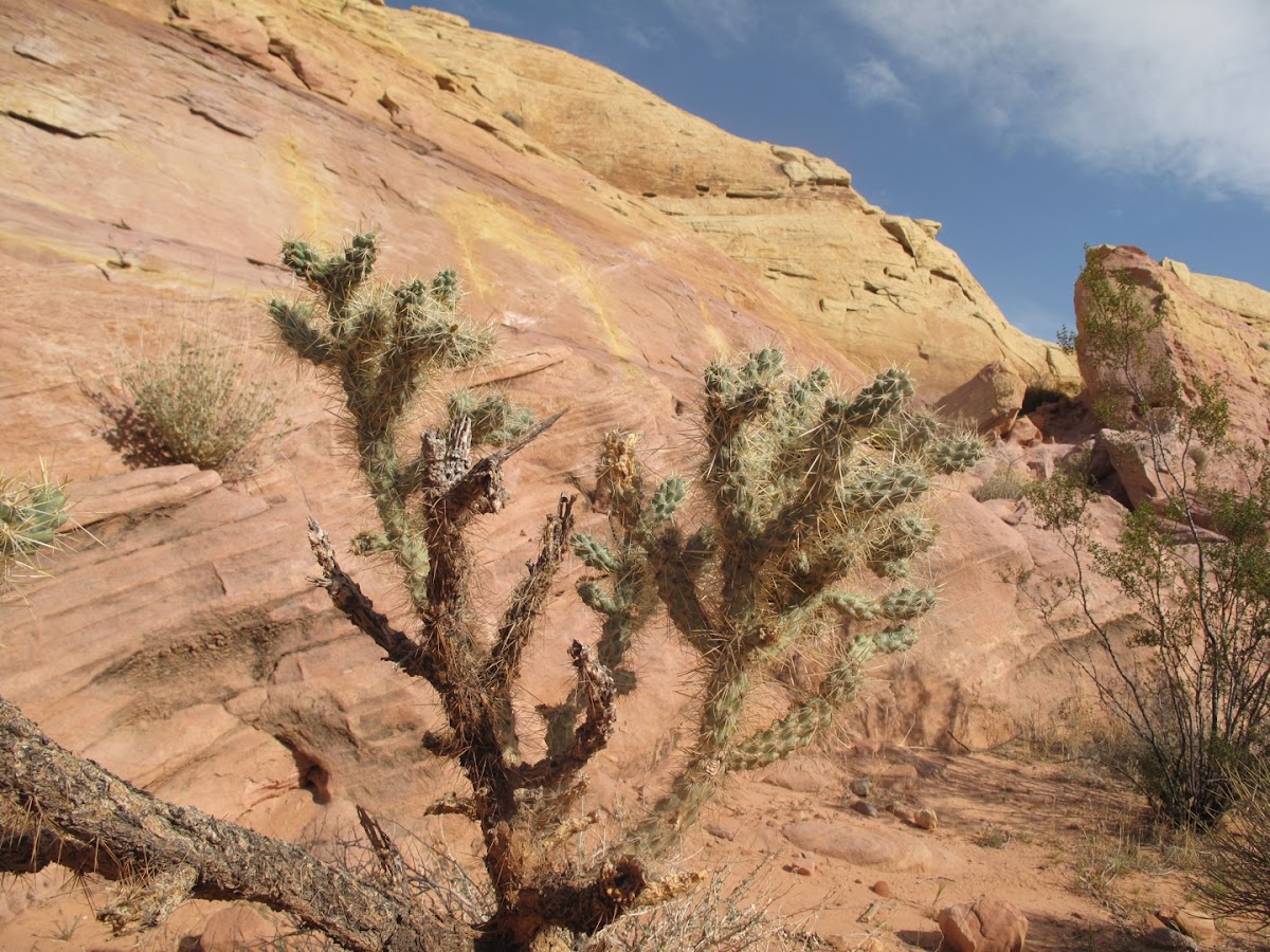 silver cholla