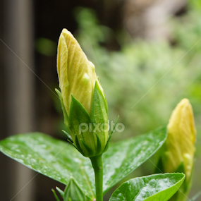 Budding Yellow Hibiscus by Cesar Cambay - Flowers Flower Buds