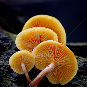 by Ronald Wahyudi - Nature Up Close Mushrooms & Fungi