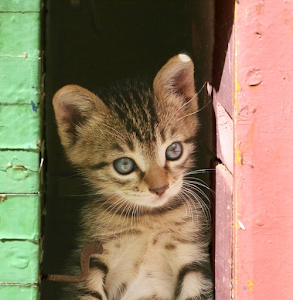 Greek Cats Pictures Wallpaper 2.0