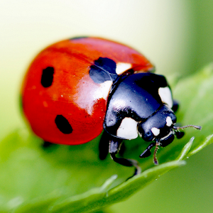 Ladybug Live Wallpaper.apk 1.8