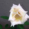 Rose - white rose
