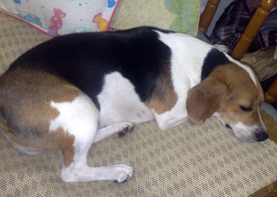 [DOG]令人餘悸猶存的豆豆怪異行為！ - 阿祥的網路筆記本