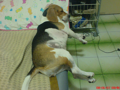 [DOG]豆豆喜歡“睡騰空”！ - 阿祥的網路筆記本