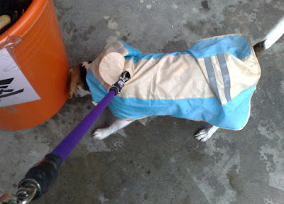 [DOG]歲月如梭…豆豆來家裡一年了！ - 阿祥的網路筆記本