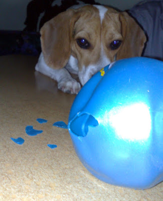 [DOG]歲月如梭…豆豆來家裡一年了！ - 阿祥的網路筆記本