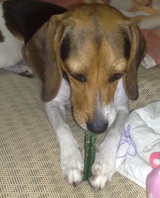 [Dog]此物最相思：紅豆來我家！ - 阿祥的網路筆記本