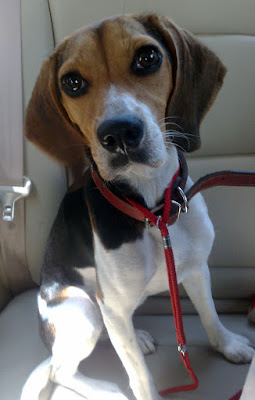 [Dog]此物最相思：紅豆來我家！ - 阿祥的網路筆記本