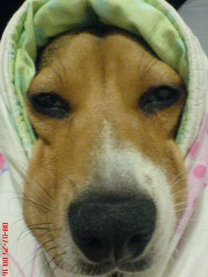 [DOG]睡覺有怪癖的紅豆妹妹！ - 阿祥的網路筆記本