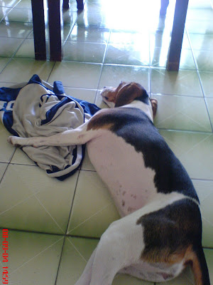 [Dog]紅豆喜歡我的球褲！ - 阿祥的網路筆記本