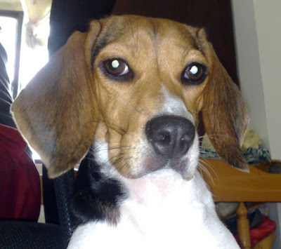 [DOG]紅豆的大老闆坐姿！ - 阿祥的網路筆記本