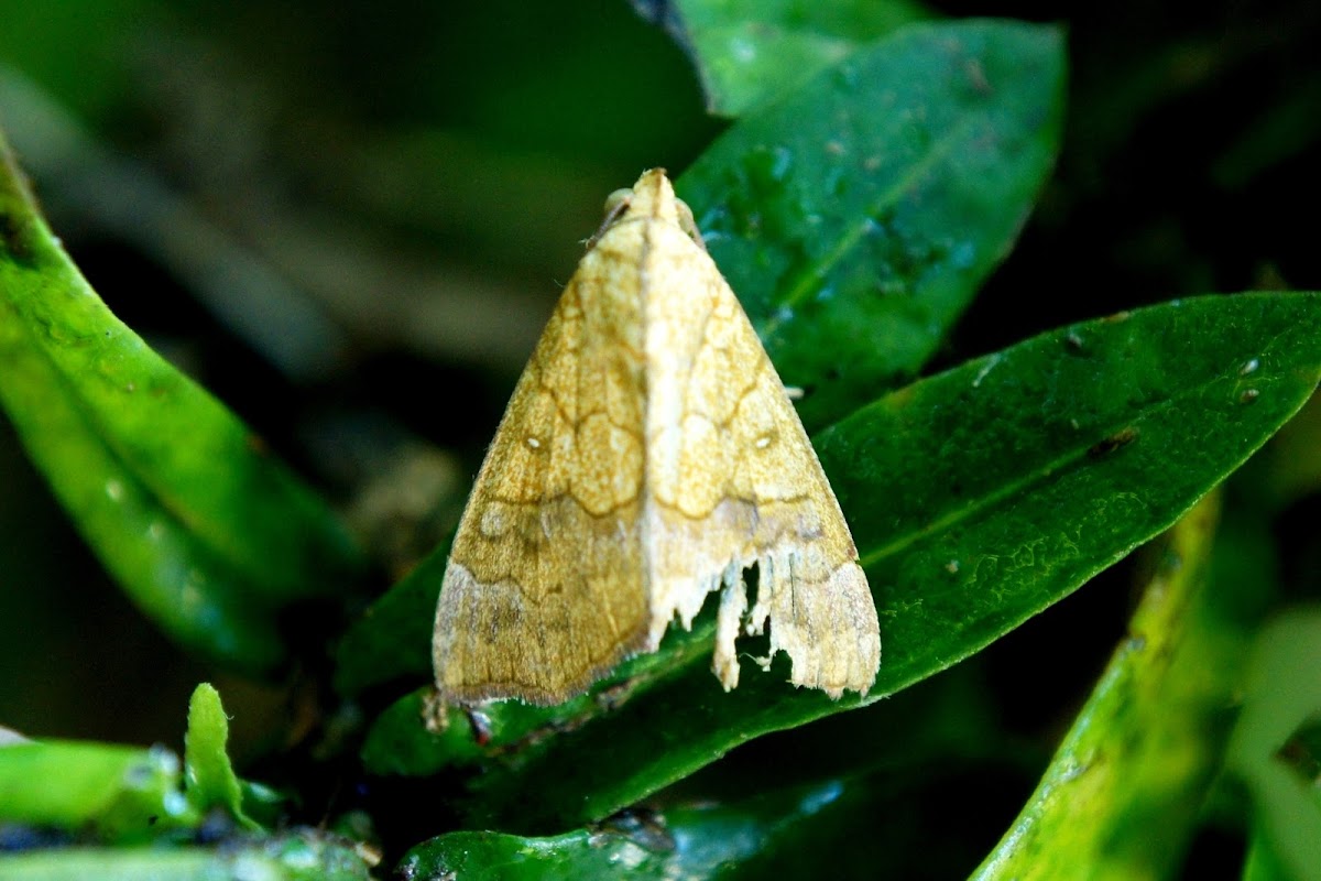 White-pupiled Scallop Moth,  Cotton Looper, Tropical Anomis