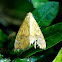 White-pupiled Scallop Moth,  Cotton Looper, Tropical Anomis